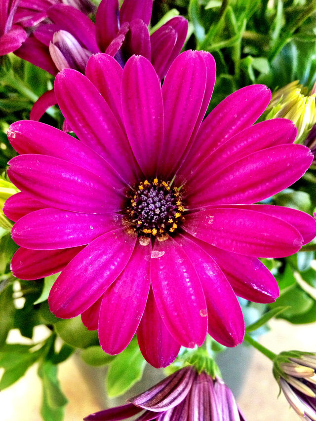 pretty flower purple colorful by stykellee