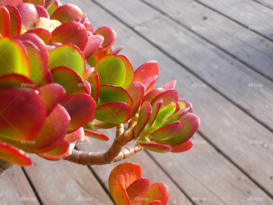 Red and green plant