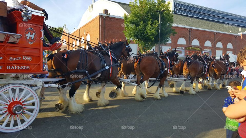 Clydesdales