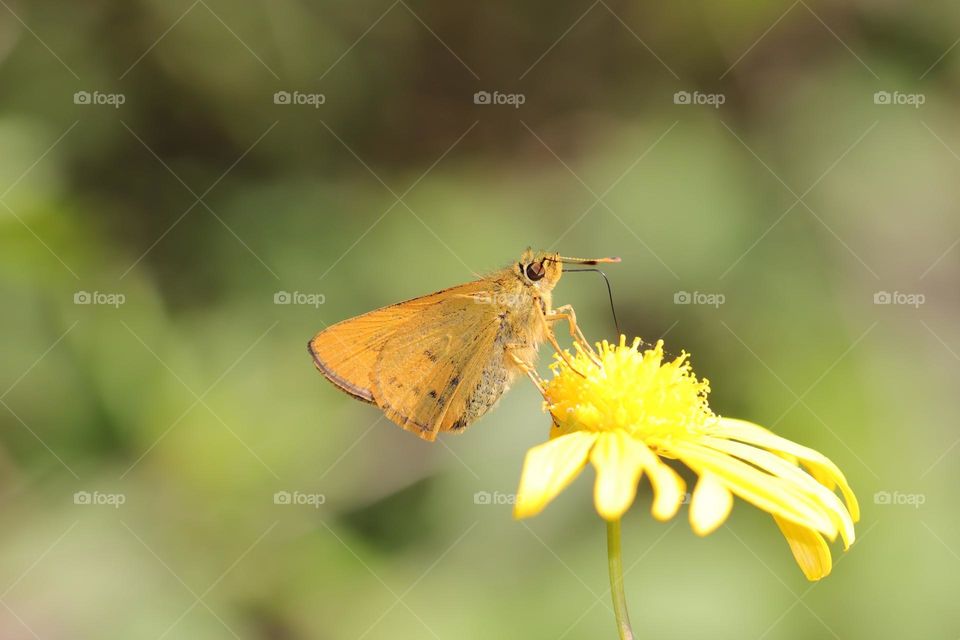 Beautiful and cute butterfly