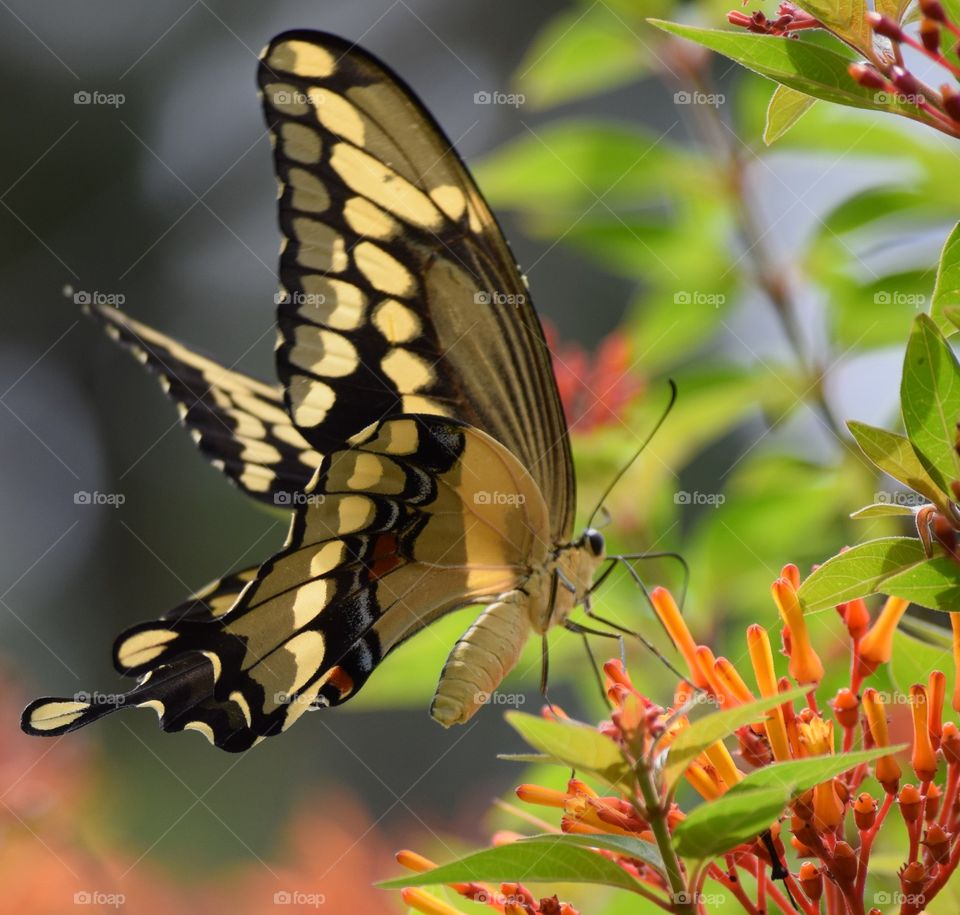 Caught this big beautiful butterfly on a firebush. Such a stunning sight.