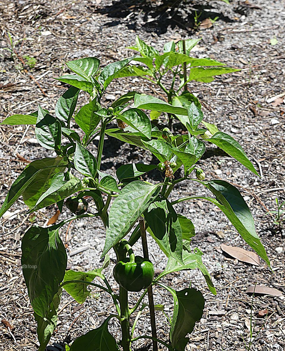 Green growing pepper plant