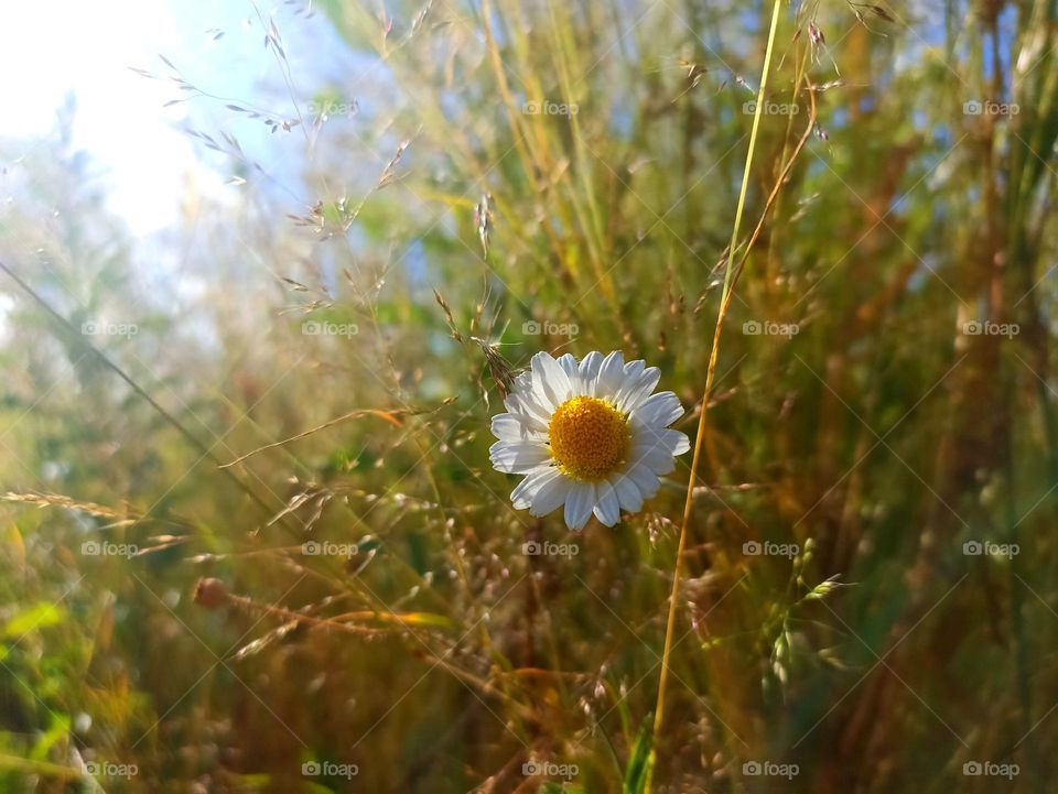 Chamomile flower in the summer field