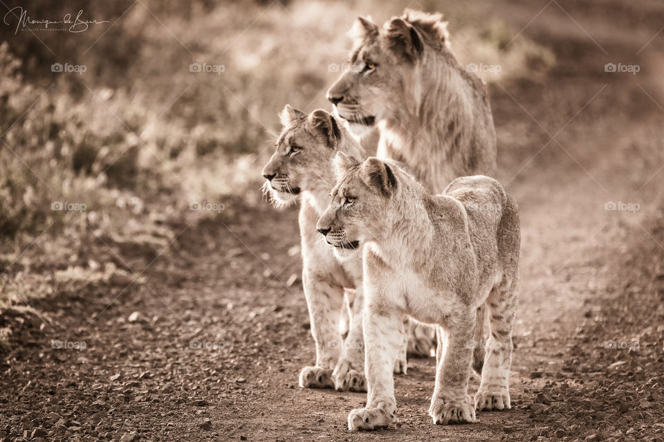 Generations of lions