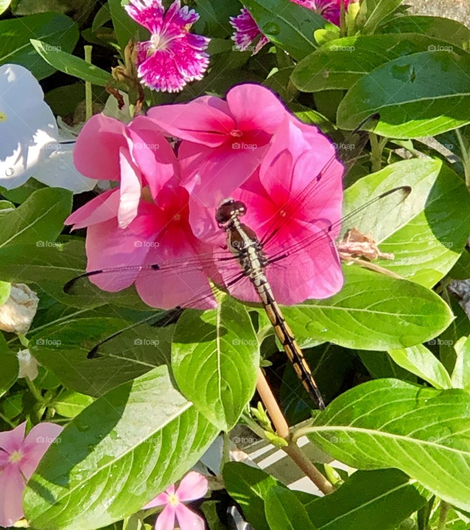 Pink flowers with dragonfly 