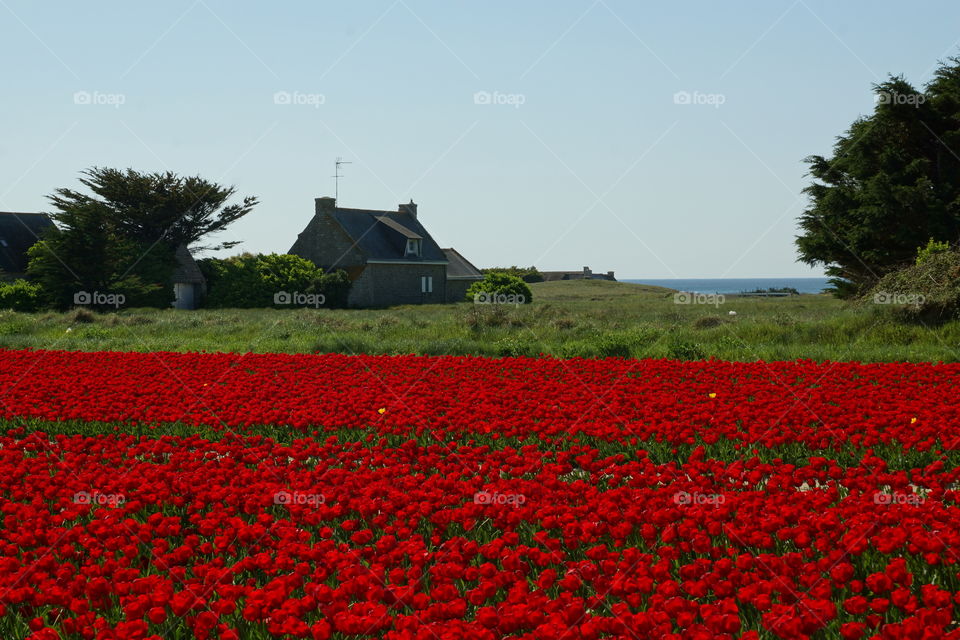 Field of red tulips near the ocean
