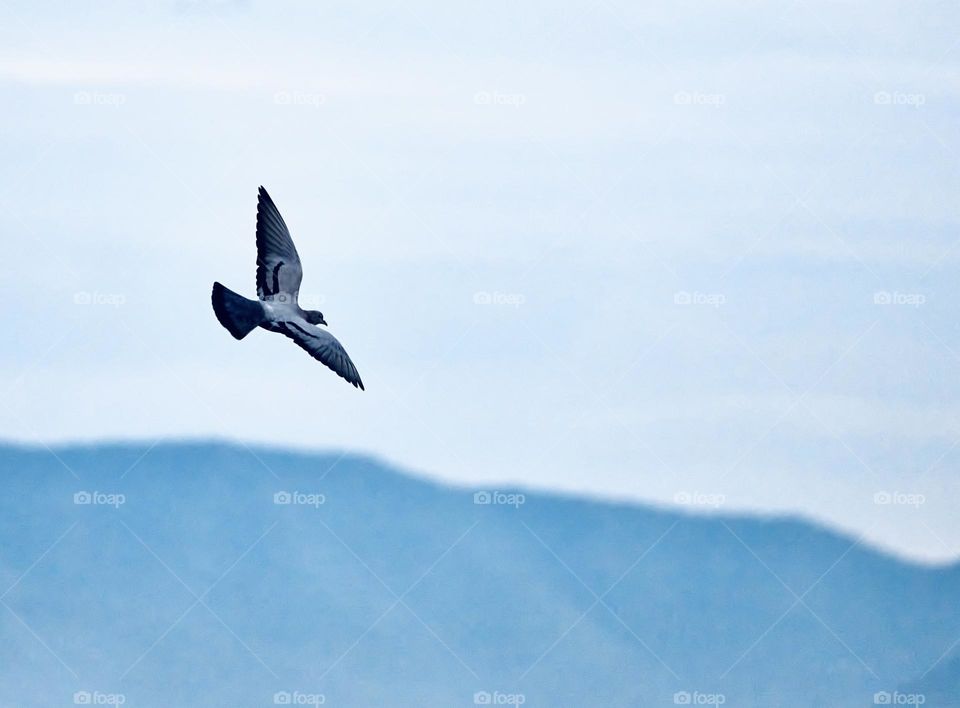 Bird flight - Freedom in a new morning 