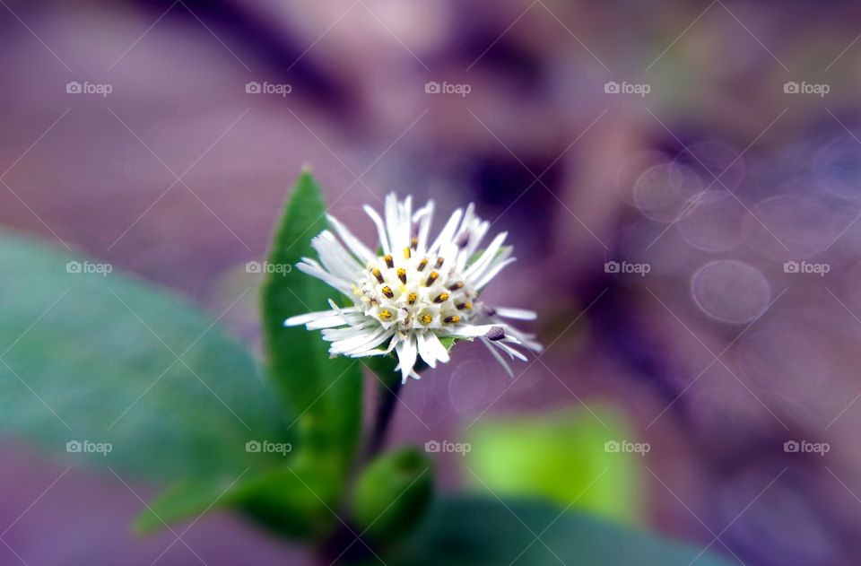 rear white flower closeup