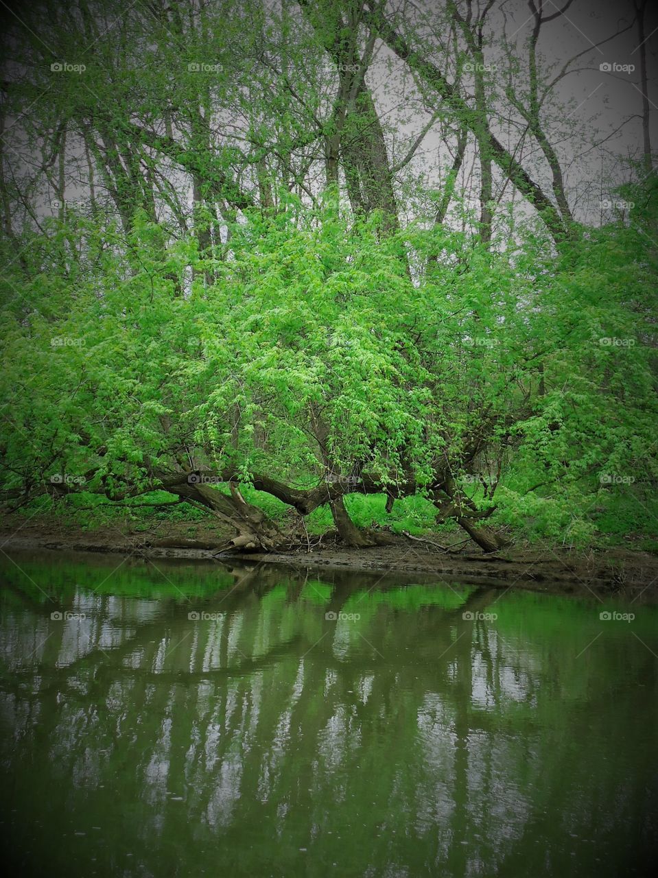 tree and stream