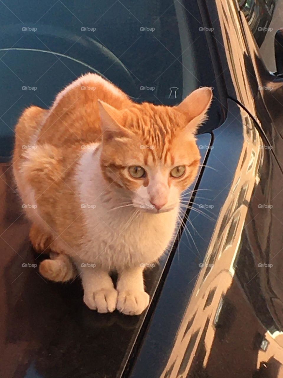 Beautiful cat looking at camera 