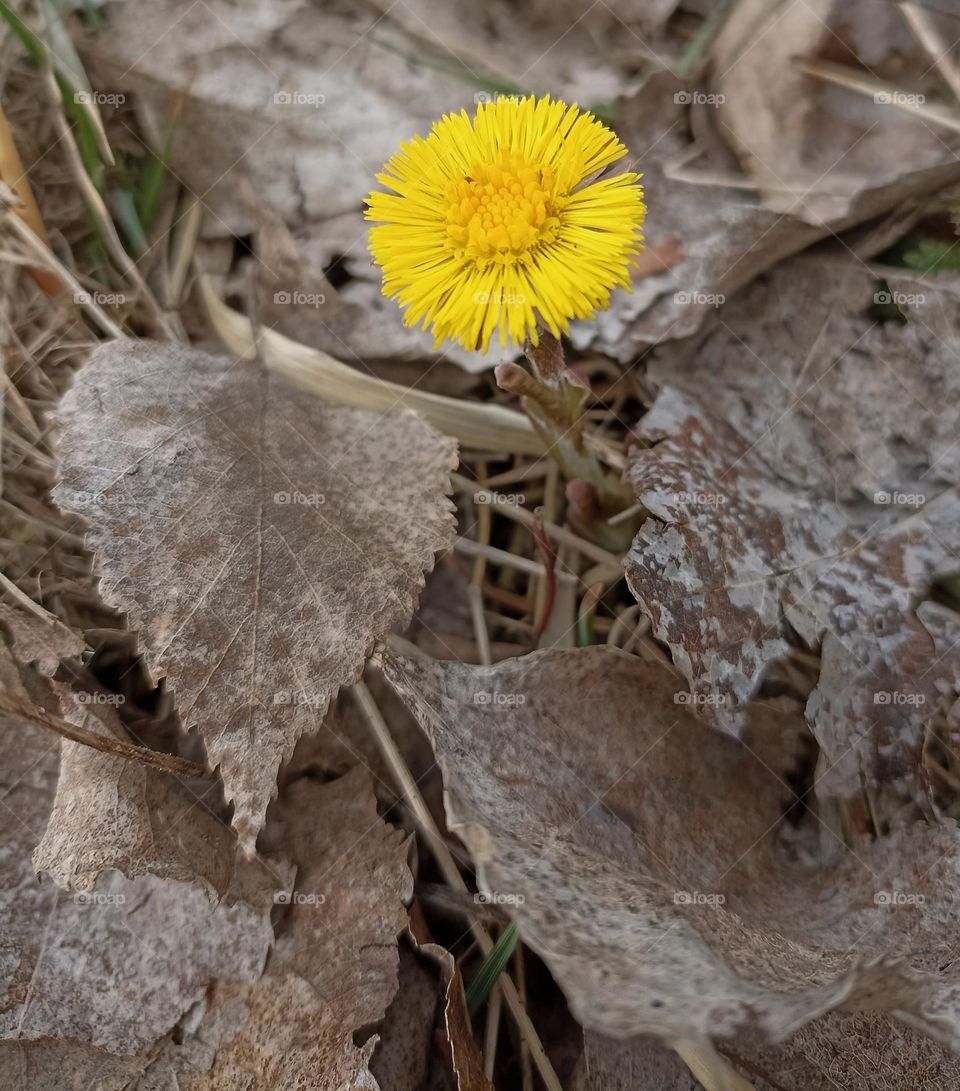 spring nature view from the ground