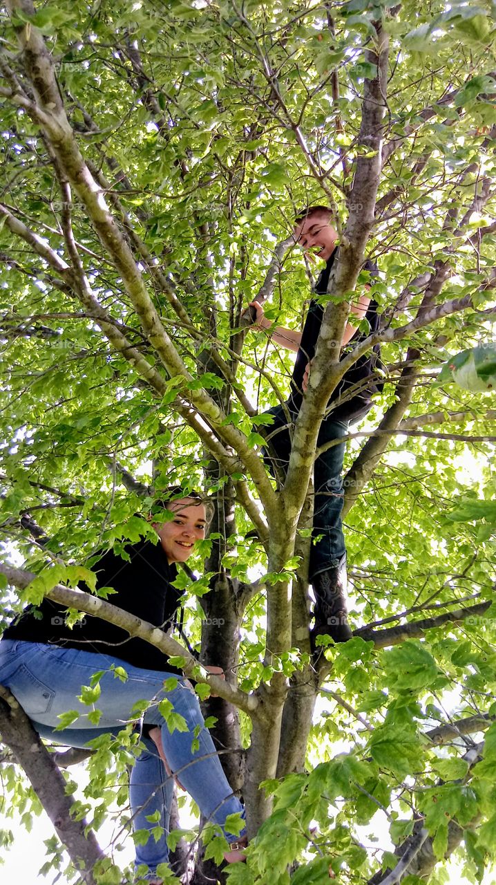 Tree Climbing