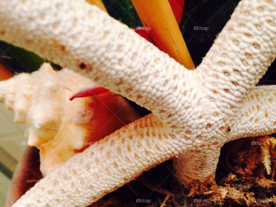 Starfish