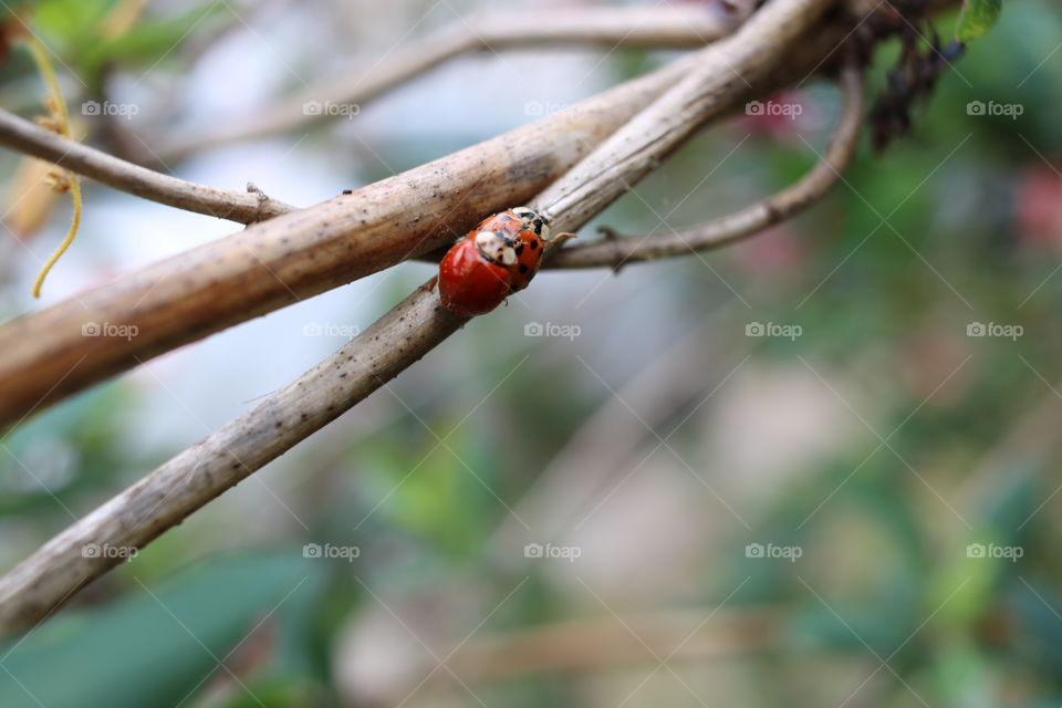 Ladybugs in nature