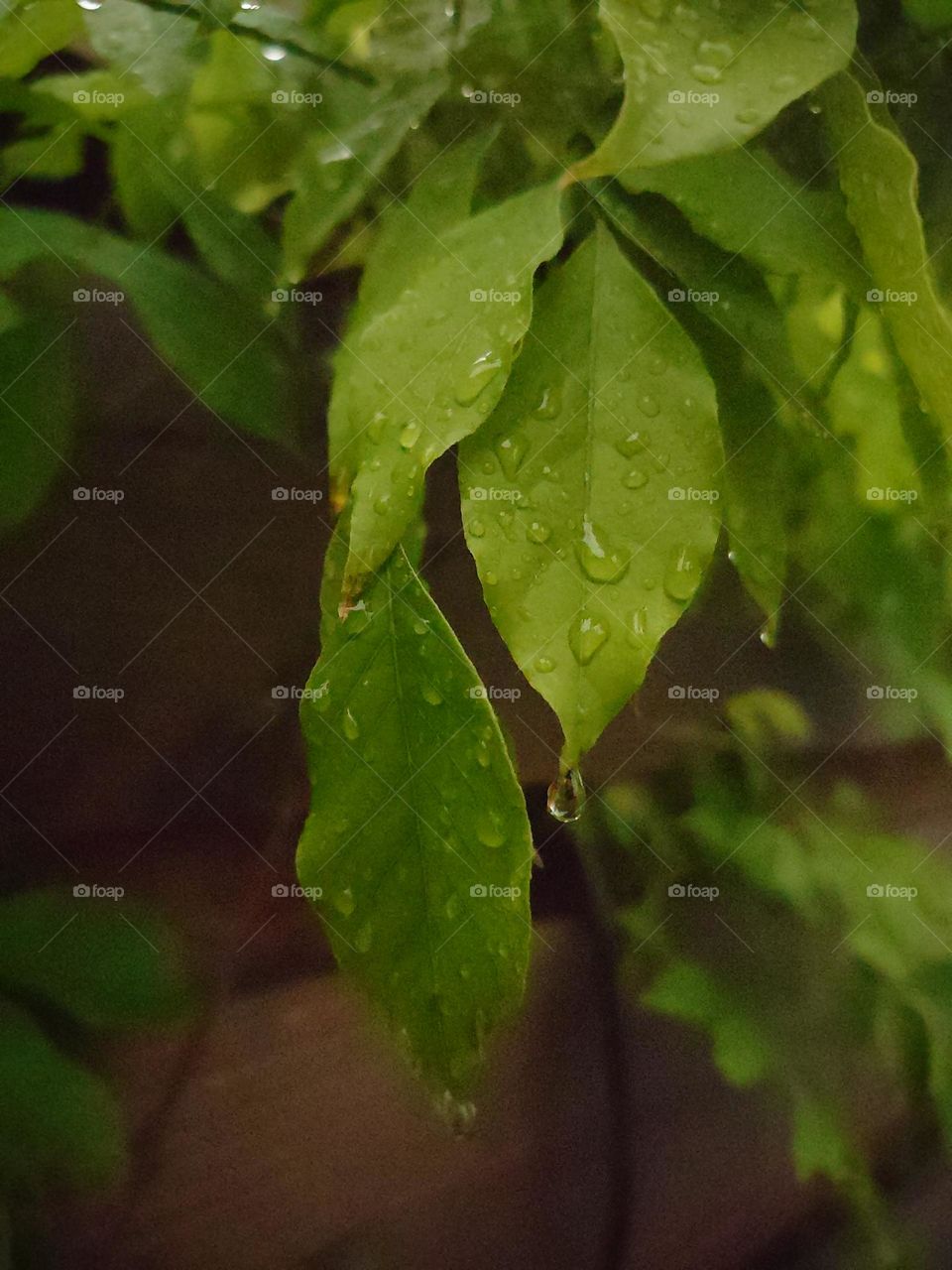 Raindrops on leaves after rain