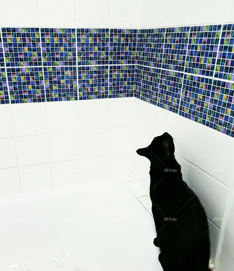 Cat admiring the tiles...