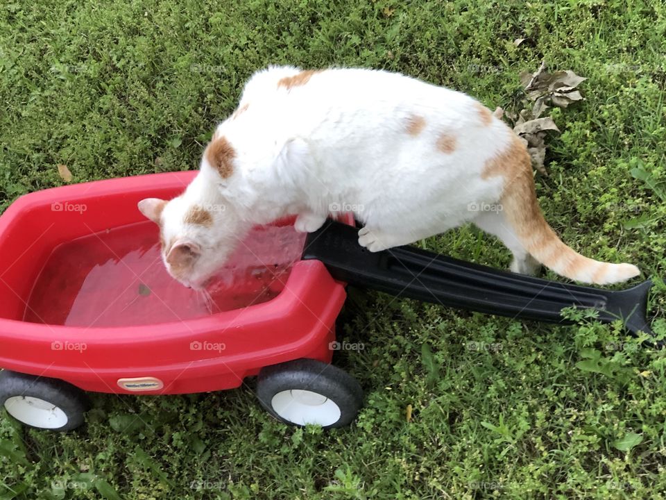 Cat drinks rain water