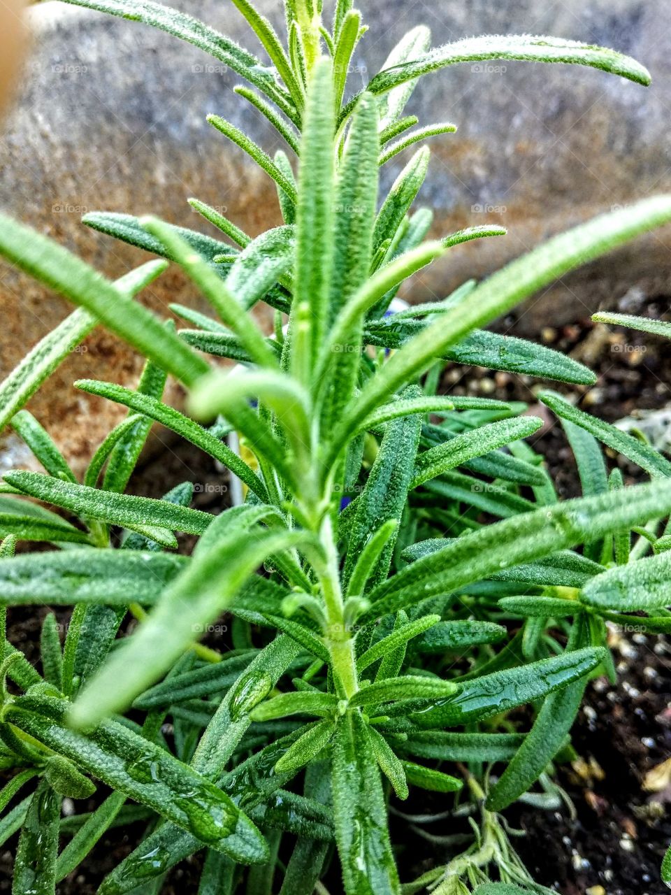 Rosemary