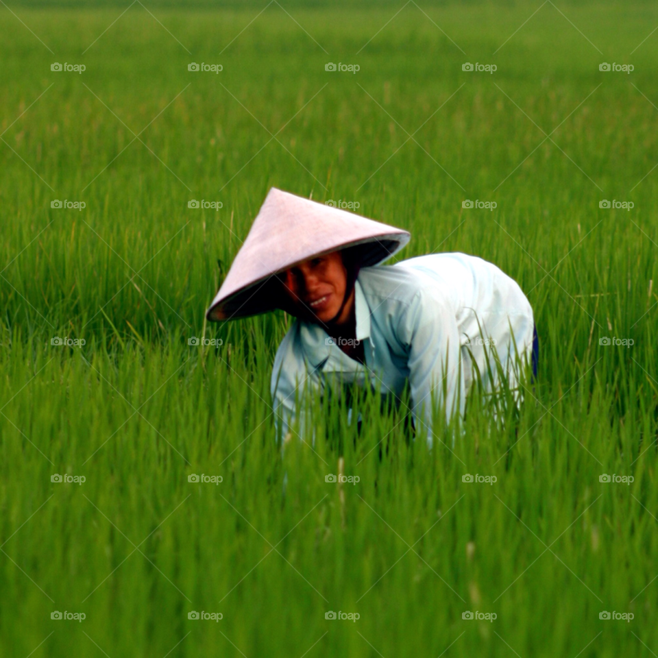 green field rice farmer by paulcowell
