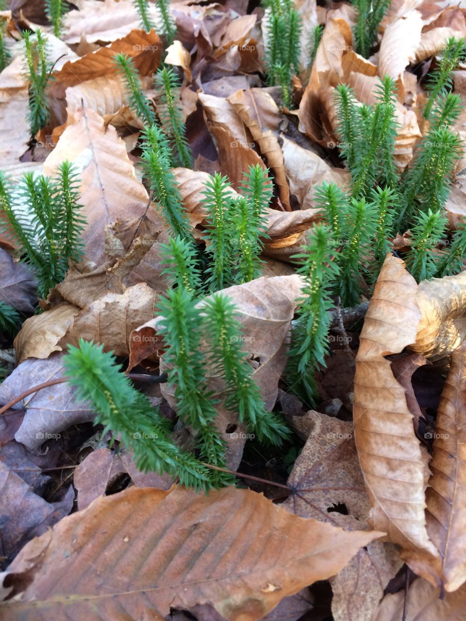 Greenery found on a fall forest floor