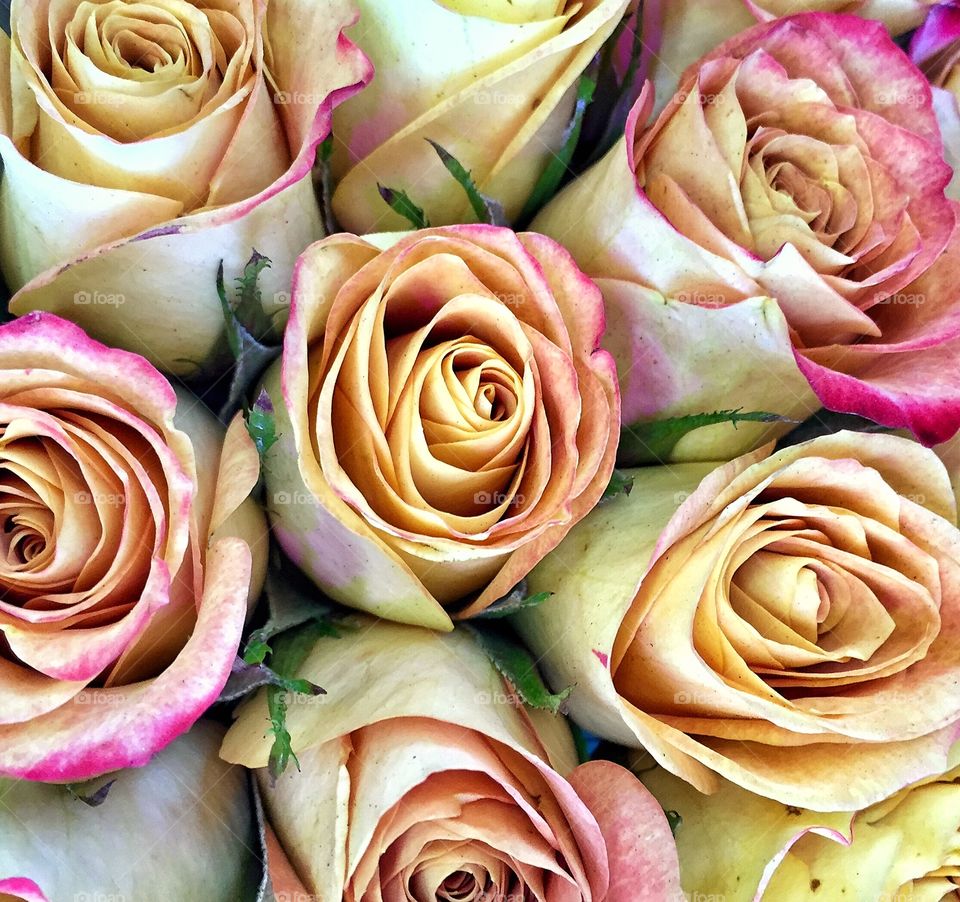 Full frame shot of yellow roses