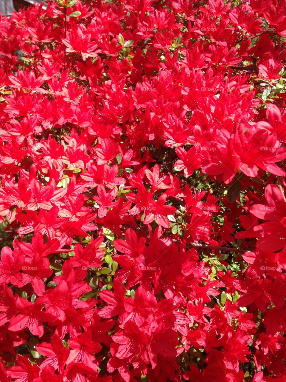 Azalea. Red blooms  Azalea
