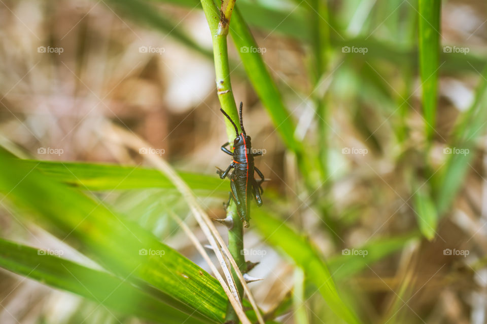 Baby Texas Grasshopper on a Blade of Grass Close Up 2