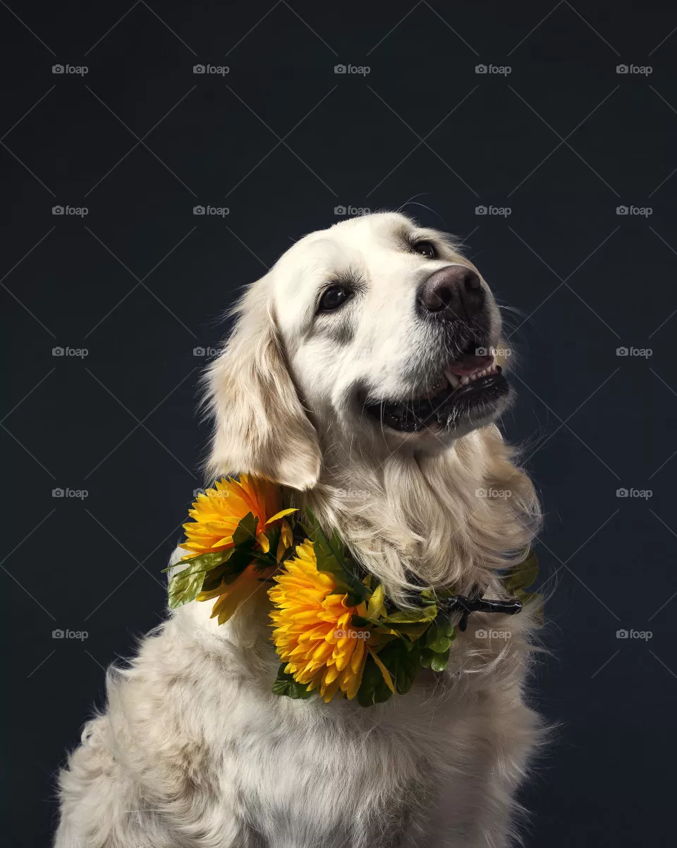 cute adroable dog's