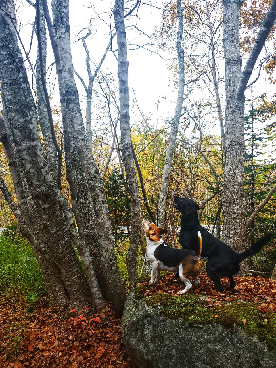 Squirrel hunting