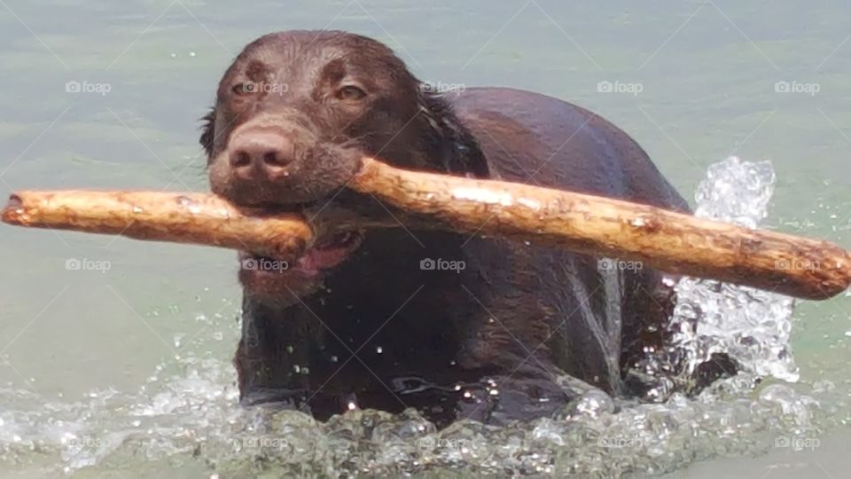 chocolate lab retrieving his stick from the lake
