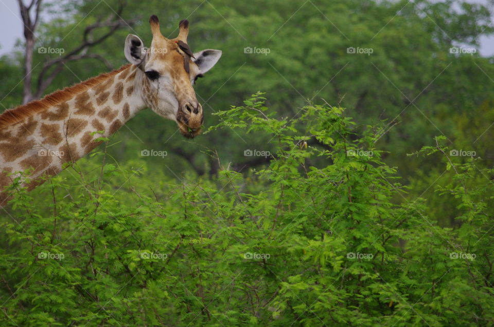 Giraffe seen at Kruger Park South Africa