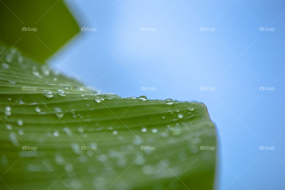 Gotas sobre hoja de plátano 