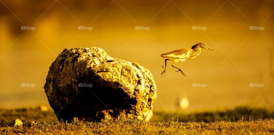 pond heron taking flight at golden hours