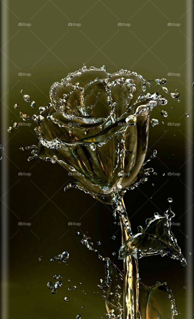 watery rose.