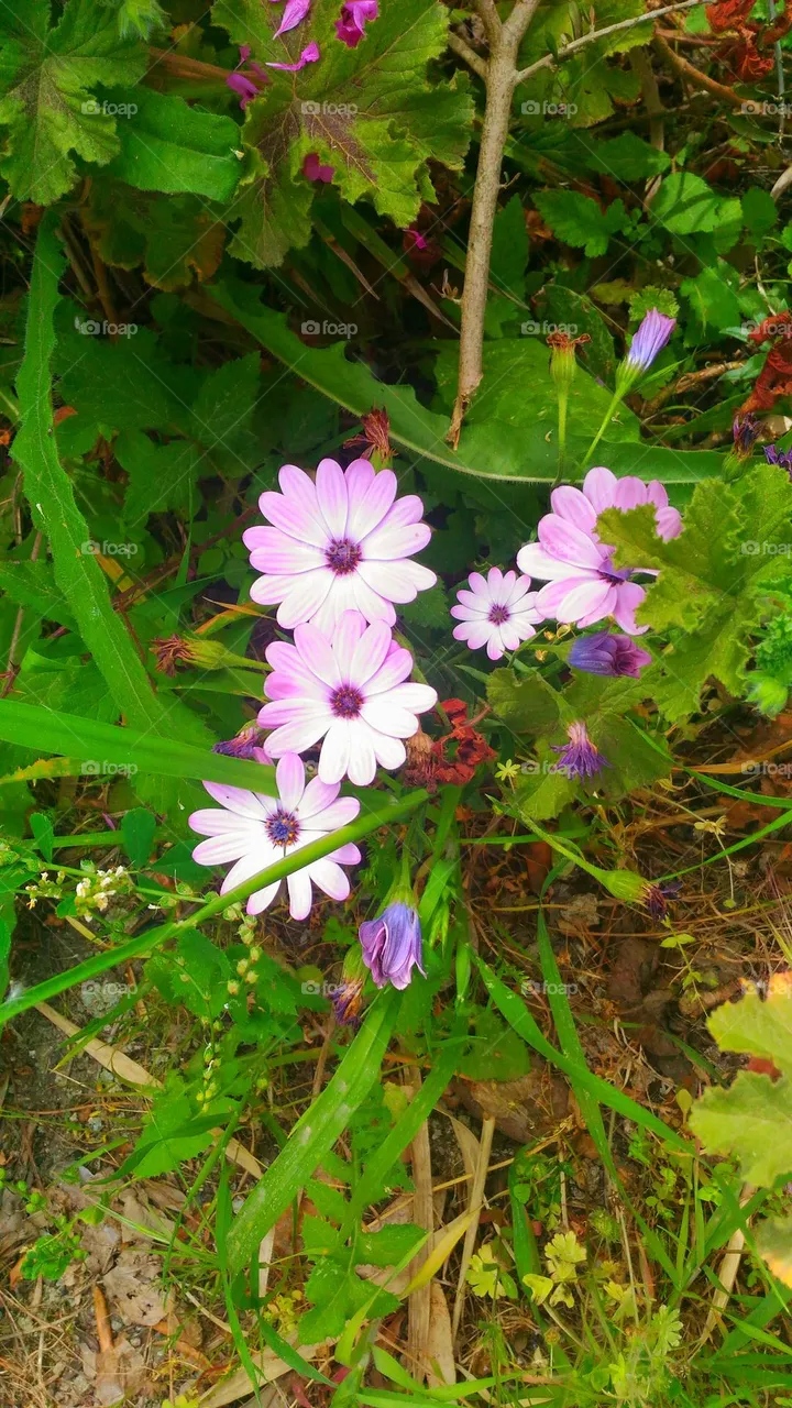 Lilac Cape Marguerite or Dimorphotheca ecklonis on the Italian island of Ischia