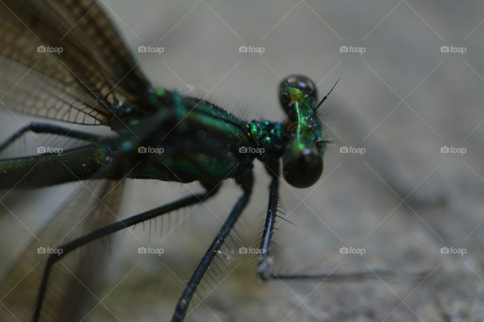 iridescent green dragonfly