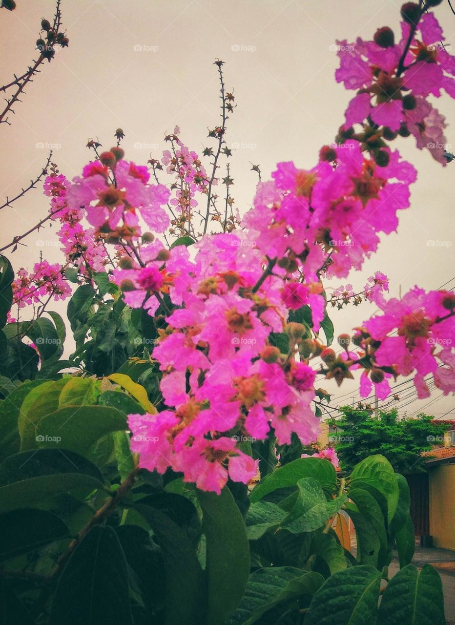 pink flowers of the tree known as big flower reseda