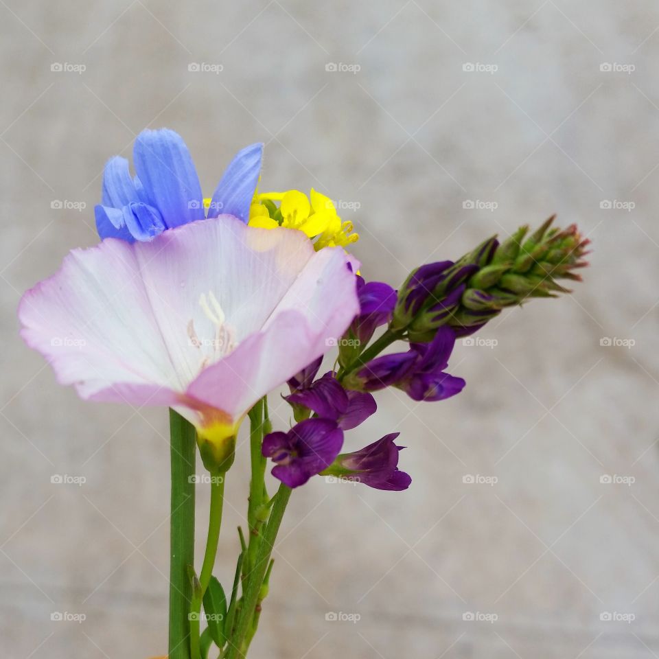 colorful flowers