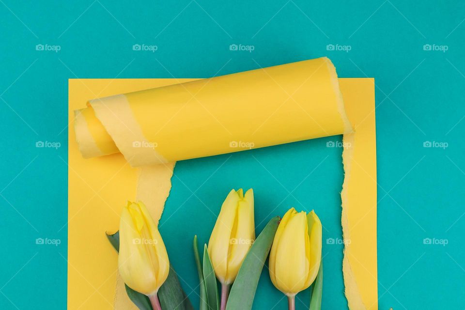 Three yellow tulips in a torn paper frame on a green background, flat lay close-up