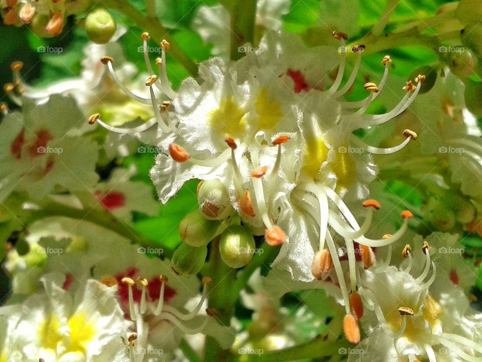 chestnut flower