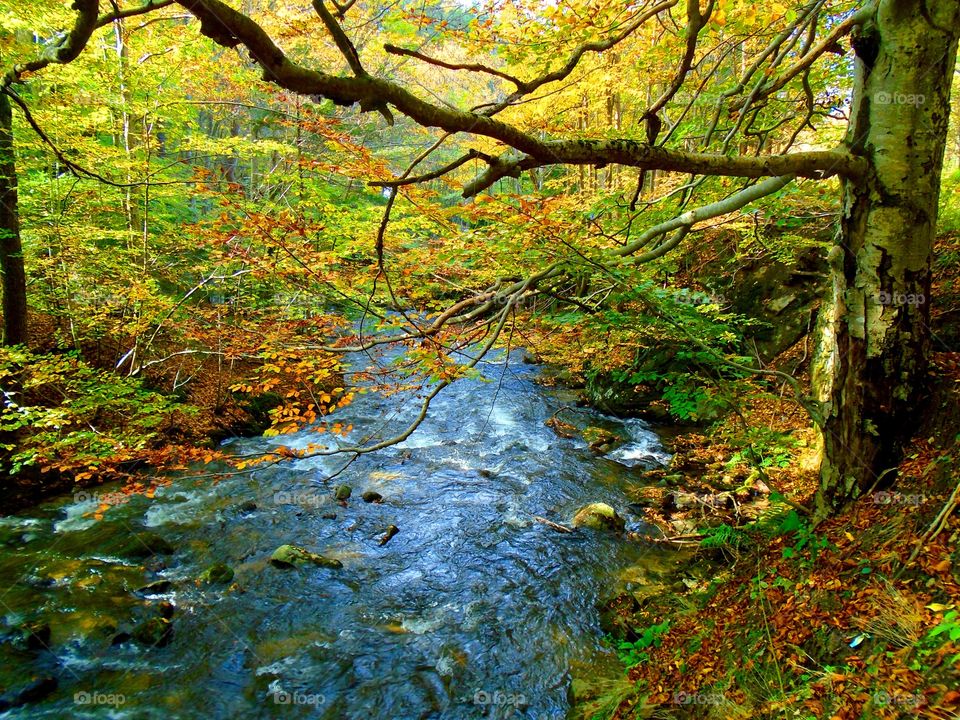 River in autumn