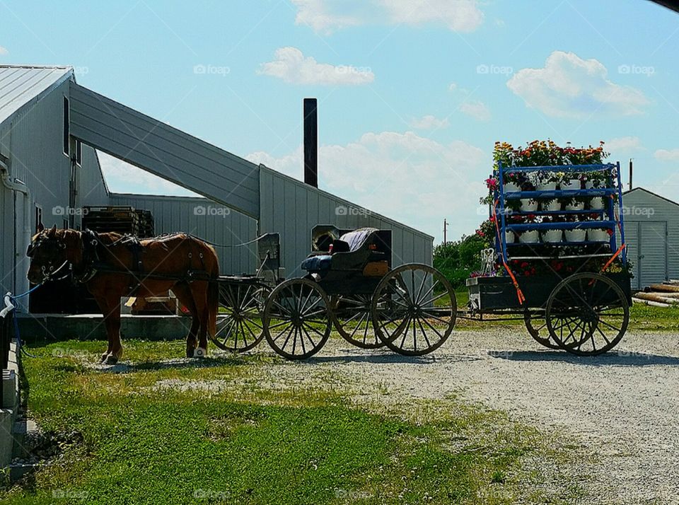 Horse drawn  Amish flower delivery cart