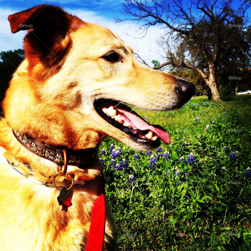 My rescue dog. Yellow Labrador / German Shepard mix. Loves the water and spending time outdoors. 