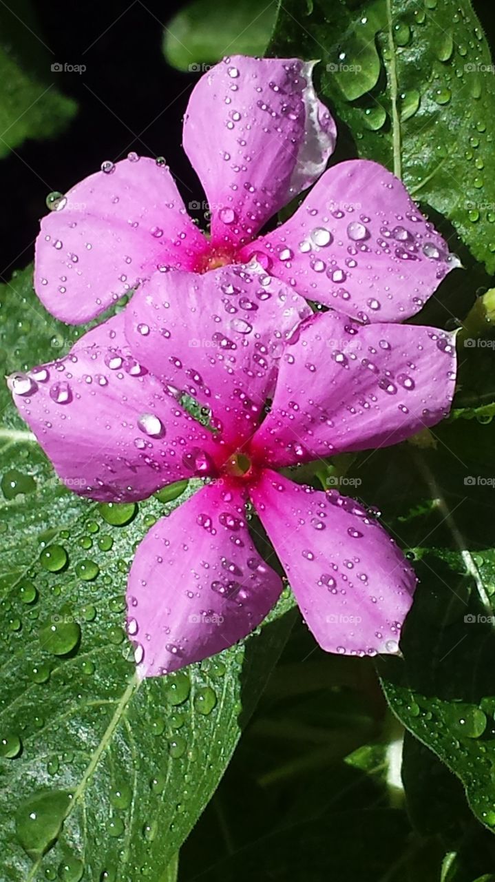 pink vincas with water drops