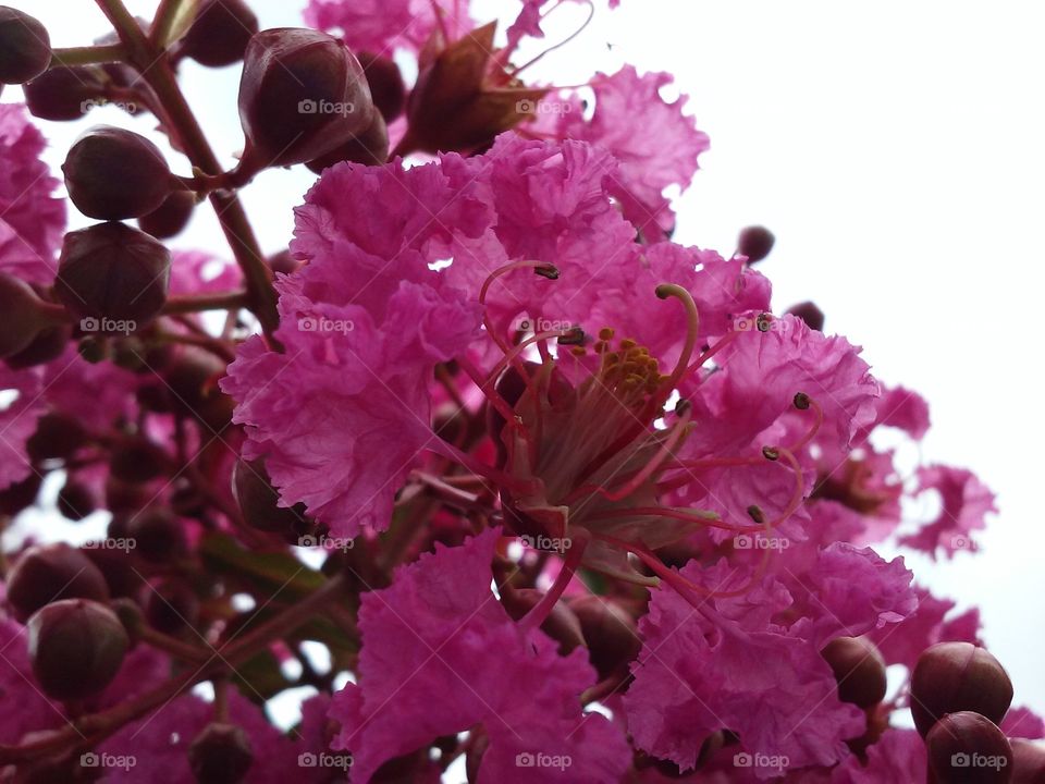Close-up of pink flower