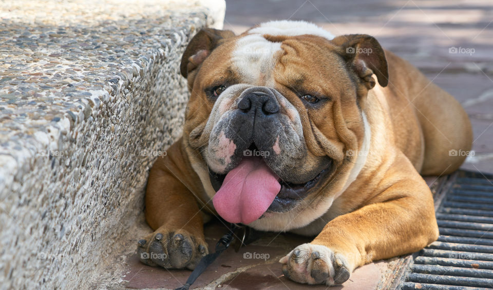 Bulldog lying in a extreme hot day 