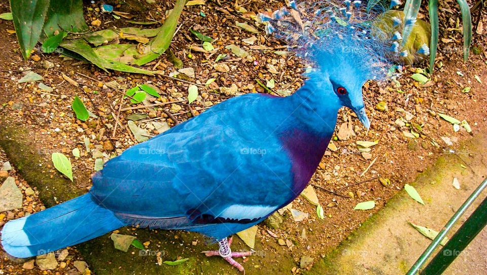 peacock 