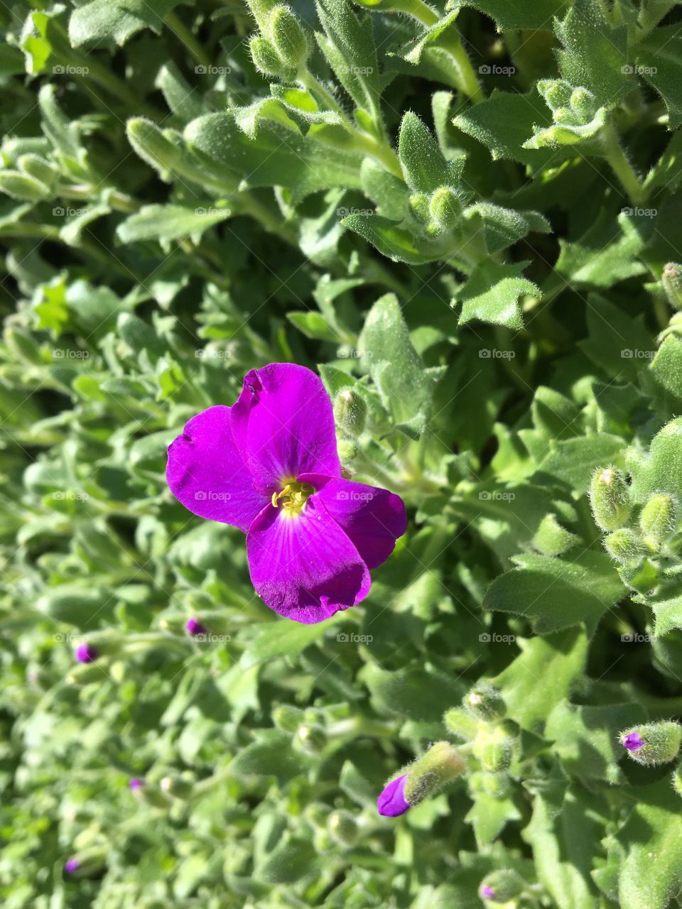 First aubrietia flower 