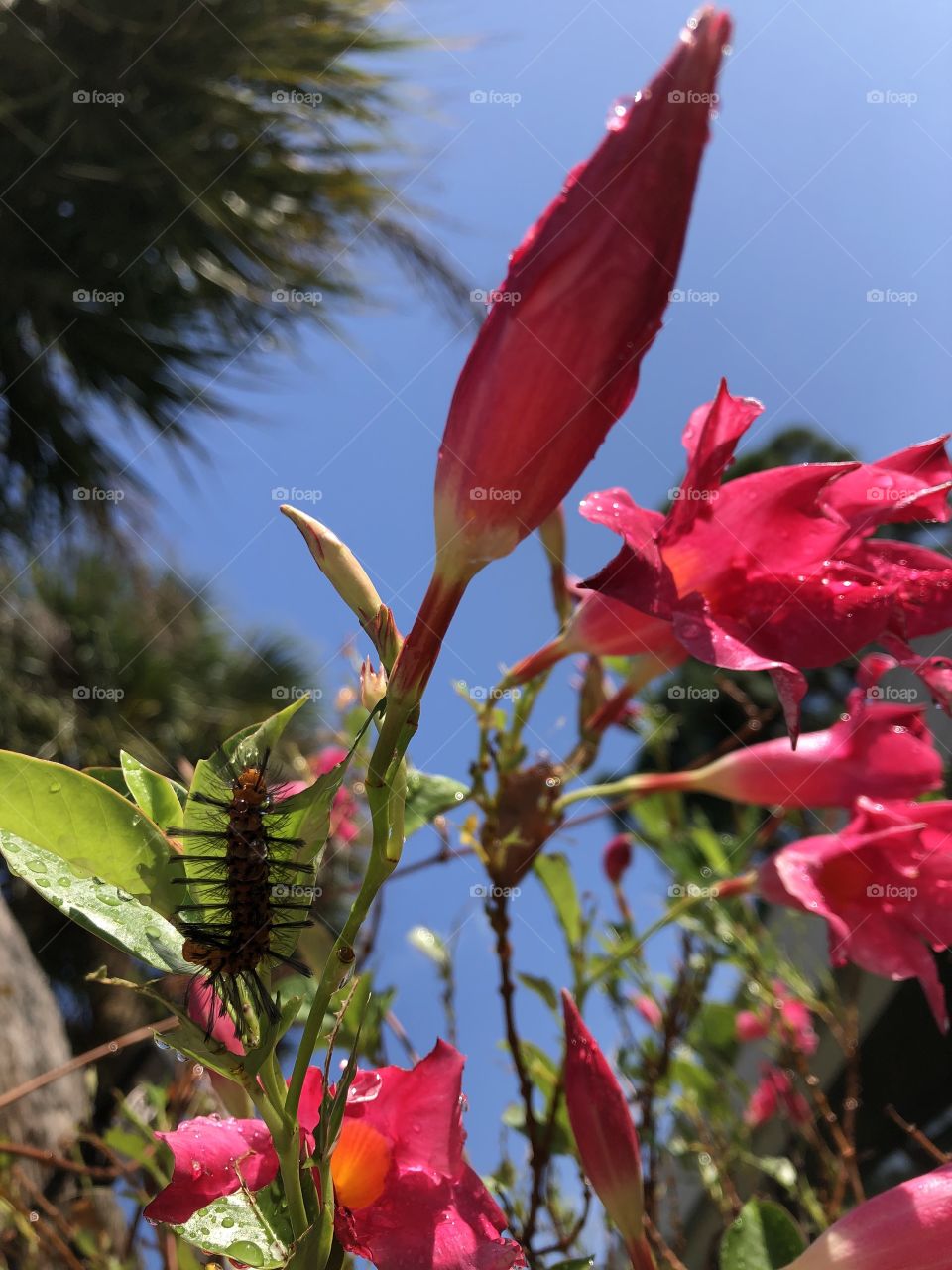 Mandeville and oleander caterpillars 