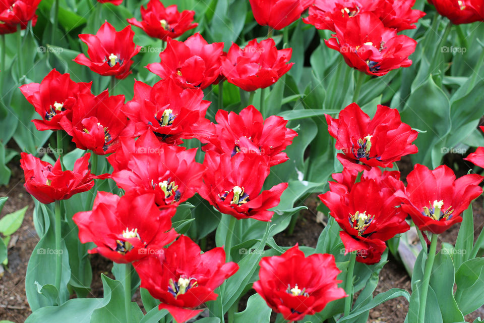 Tulips in the city park